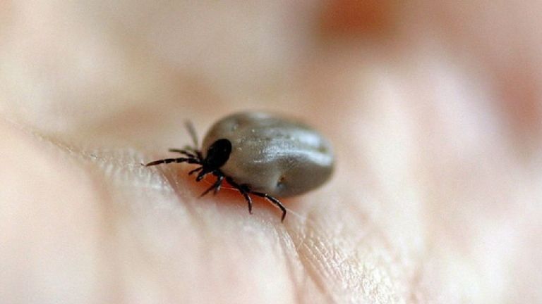 Refuerzan acciones contra la rickettsia en Guaymas y Empalme ante aumento de casos