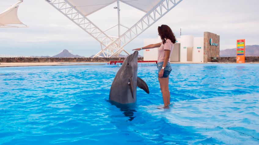 ¿Delfinario de Guaymas cierra?: Se convertiría en acuario tras aprobar 'Ley Mincho'