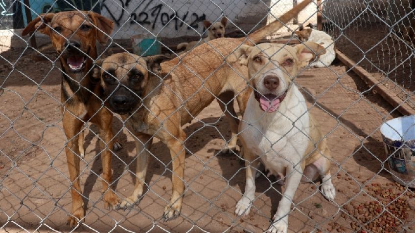 Refuerzan acciones contra la rickettsia en Guaymas y Empalme ante aumento de casos