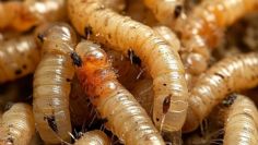 Ssa destapa la causa de muerte de mujer que desarrolló miasis por gusano barrenador