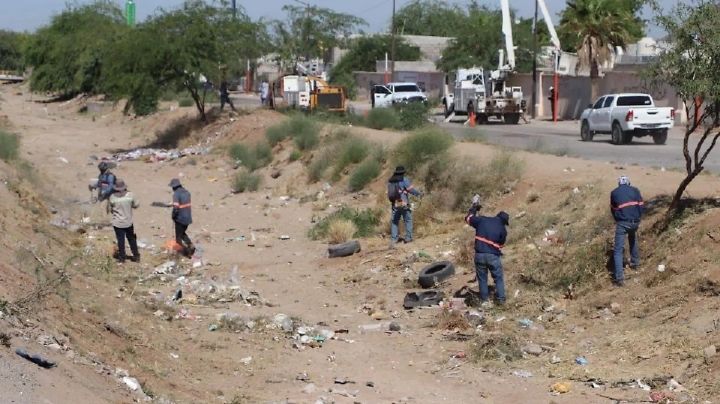 Abejas pican a 15 trabajadores municipales de Hermosillo cuando limpiaban canal en Pueblitos