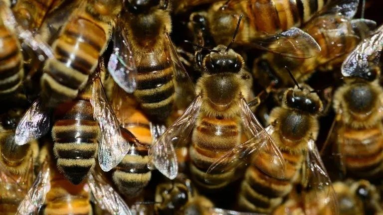 El enjambre de abejas se expandió en calles aledañas a la colonia Pueblitos