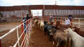 Foto ilustrativa de la nota titulada Estados Unidos vuelve a cerrar frontera de Agua Prieta por caso de gusano barrenador