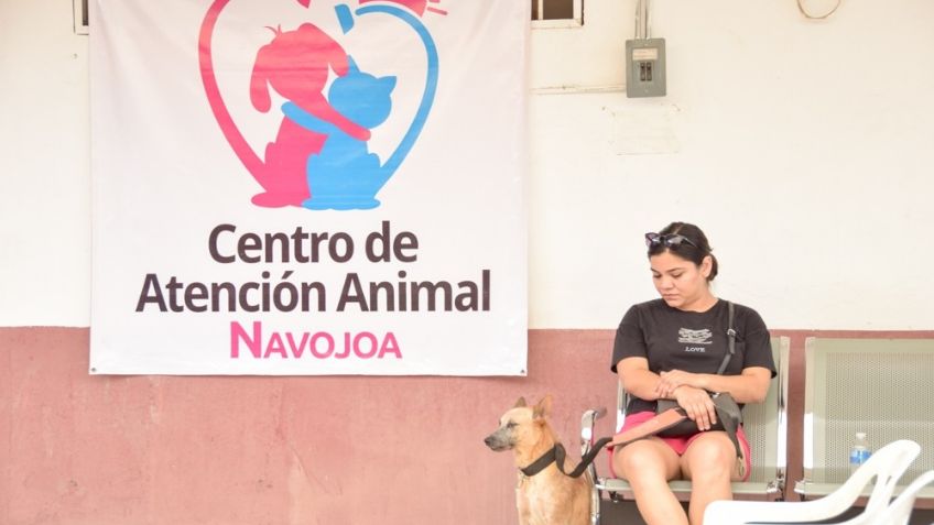 Animalistas piden actualizar el reglamento municipal de protección animal en Navojoa