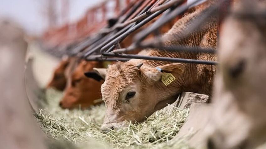 Sonora se suma a trabajar en el plan binacional contra gusano barrenador