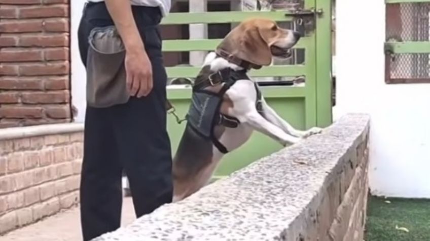 'Hunter', un miembro valioso en la lucha contra las adicciones en Navojoa