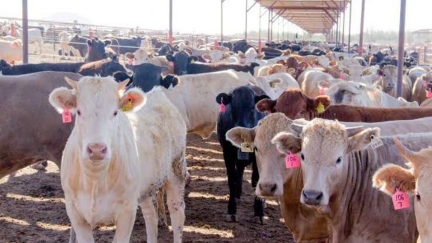 Buscan Durazo y Sheinbaum mercados alternos para beneficiar a ganaderos sonorenses