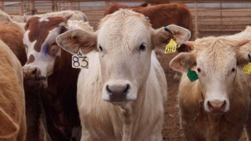 Durazo logra que ganaderos sonorenses reciban apoyo federal tras cierre de la frontera con EU