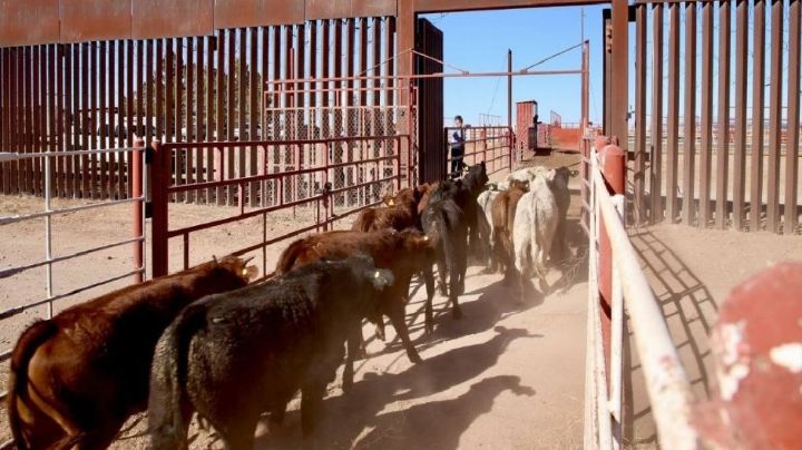 Revisarán gobierno de Sonora y Gobierno Federal los avances del plan de apoyo para el sector ganadero