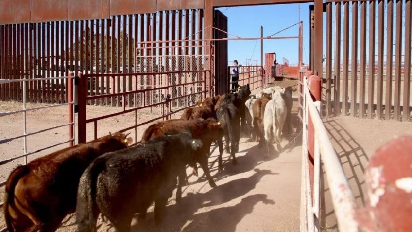 Revisarán gobierno de Sonora y Gobierno Federal los avances del plan de apoyo para el sector ganadero