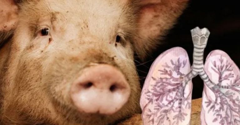 El pulmón fue modificado genéticamente