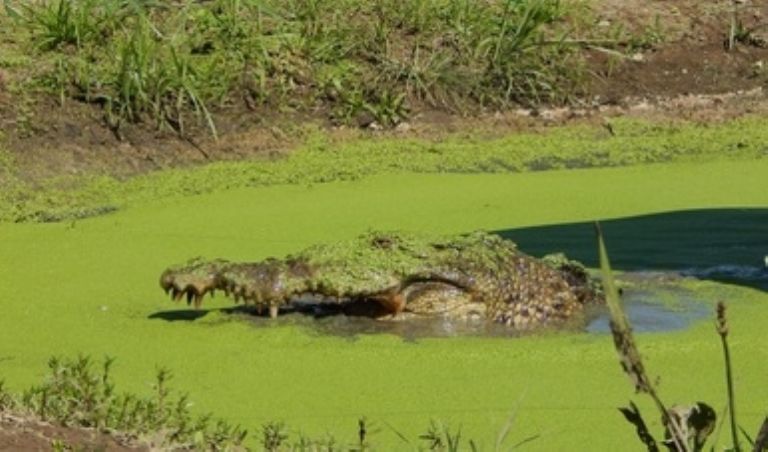 Se desconoce si fue capturado 