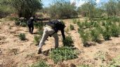 Foto ilustrativa de la nota titulada Destruyen campo con 500 plantas marihuana al norte de Sonora; hay un hombre detenido