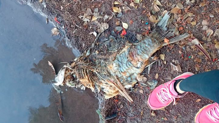 Investigan extraña aparición de animales muertos en Laguna del Náinari de Ciudad Obregón
