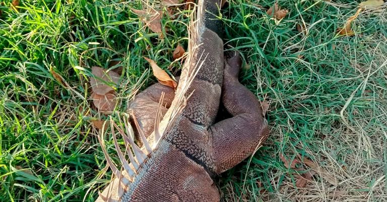Investigan extraña aparición de animales muertos en Laguna del Náinari de Ciudad Obregón