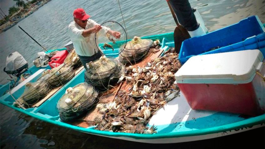 Sonora: Temporada extractiva de jaiba se mantiene regular en la región de Empalme