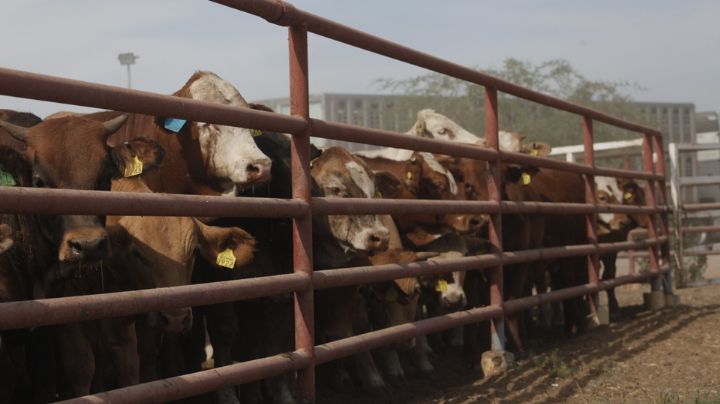 Estados Unidos emitirá dictamen para reapertura de la frontera; Sonora está a la espera