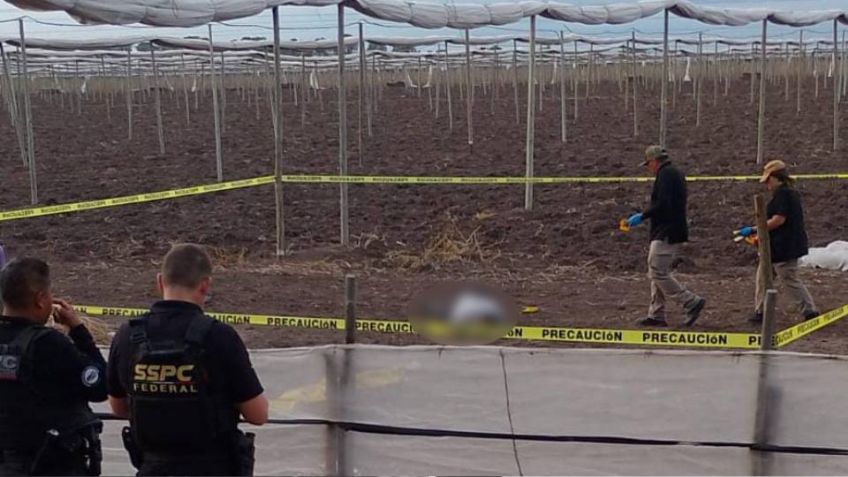 Tras intensas balaceras en Navolato, localizan a velador asesinado en tierras de cultivo