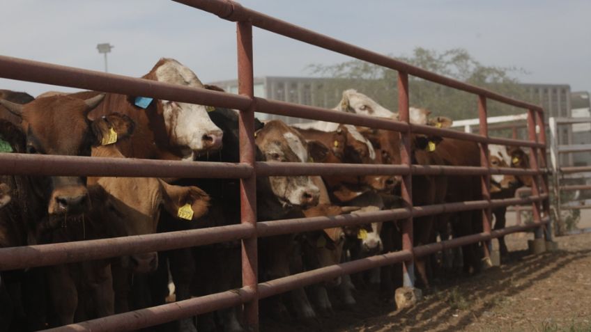 Estados Unidos emitirá dictamen para reapertura de la frontera; Sonora está a la espera