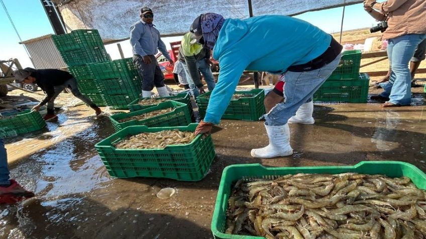 Hermosillo: Realizará la Sagarhpa el Foro de Acuacultura Sonora 2025