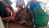Foto ilustrativa de la nota titulada: Temporada camaronera 2025 en Guaymas y Empalme tiene un mal arranque