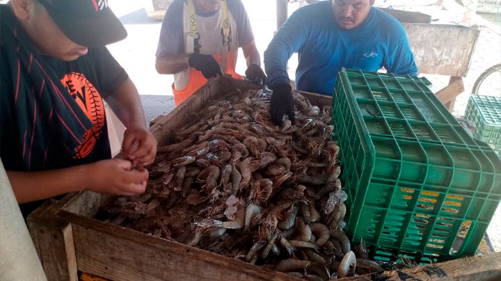 Temporada camaronera 2025 en Guaymas y Empalme tiene un mal arranque