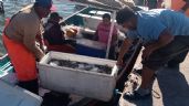 Foto ilustrativa de la nota titulada: Capturas tienen ligera mejoría en segundo día de la temporada camaronera en Guaymas y Empalme