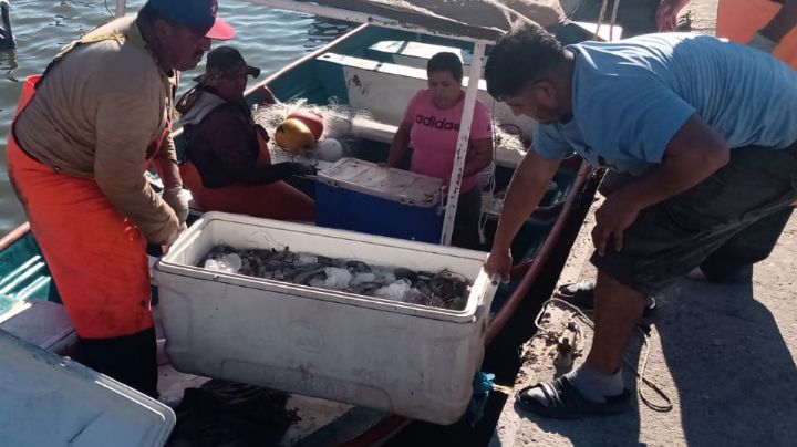 Capturas tienen ligera mejoría en segundo día de la temporada camaronera en Guaymas y Empalme