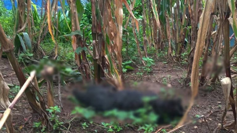 Mueren más de 60 perros envenenados en Chiapas