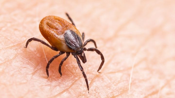 Cajeme es uno de los municipios menos afectados por rickettsiosis en Sonora