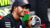 Foto ilustrativa de la nota titulada: "No sabemos si despertará": Lewis Hamilton revela que su 'hijo', 'Roscoe', está en coma