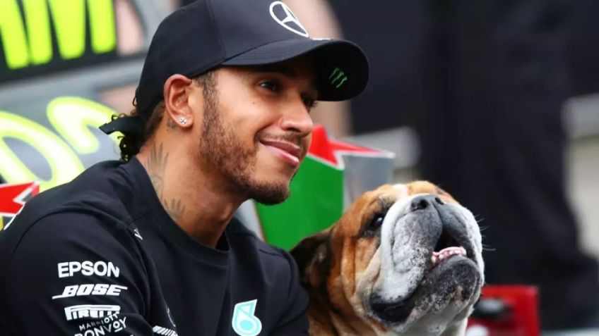 "No sabemos si despertará": Lewis Hamilton revela que su 'hijo', 'Roscoe', está en coma