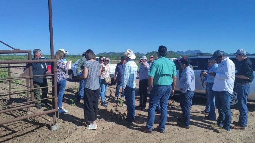 Inicia USDA la revisión del ganado sonorense para posible reapertura de la frontera