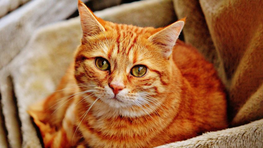 ¿Tienes un gato en casa? Estas curiosidades sobre su alimentación te sorprenderán