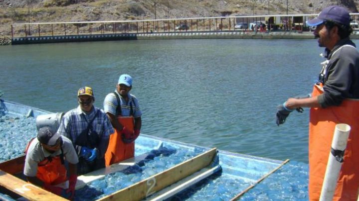 ‘Aguamaleros’ del Puerto de Guaymas buscan tener certificación