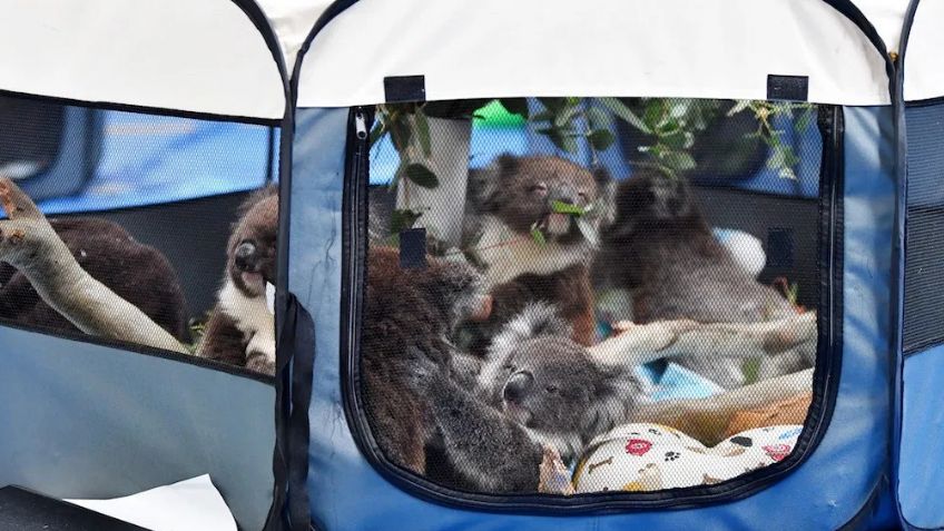 Escuela se vuelve refugio para koalas rescatados de los incendios en Australia