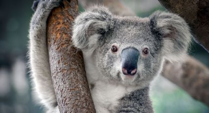 ¡Como estrella de Belén! Koala trepa al árbol de Navidad de una familia australiana