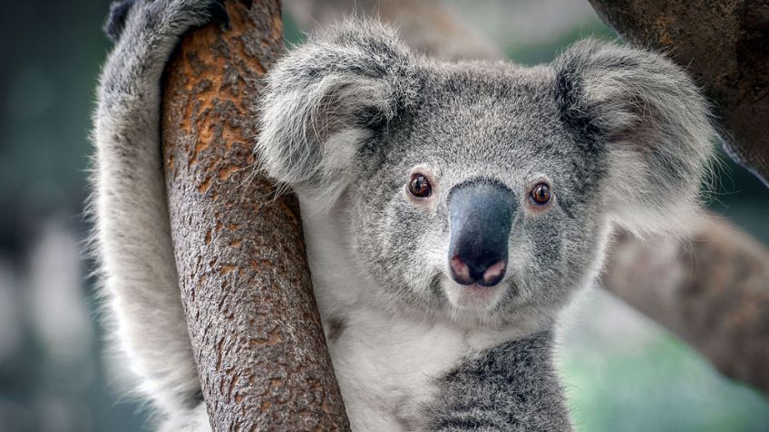 ¡Como estrella de Belén! Koala trepa al árbol de Navidad de una familia australiana