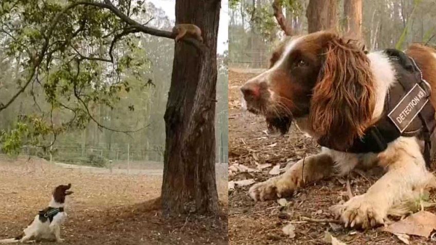 Taylor, la heroína que olfatea koalas para salvarlos de los incendios