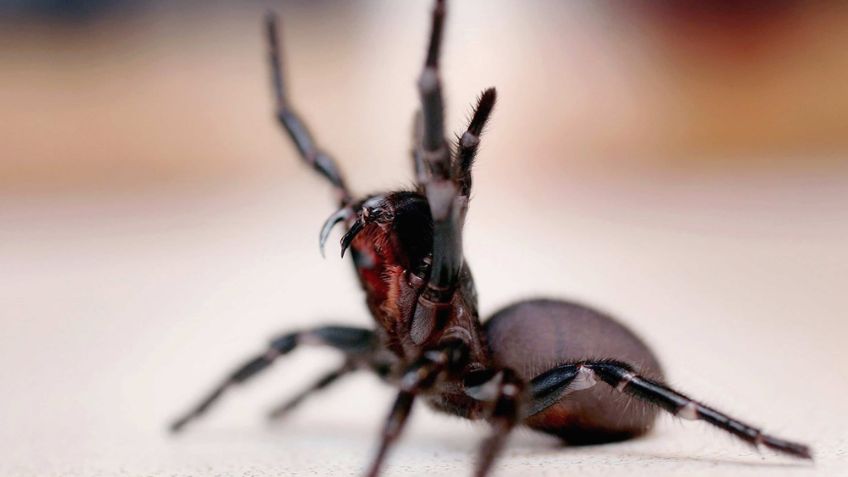 Nueva amenaza: Australia se encuentra en alerta por arañas mortales de tela