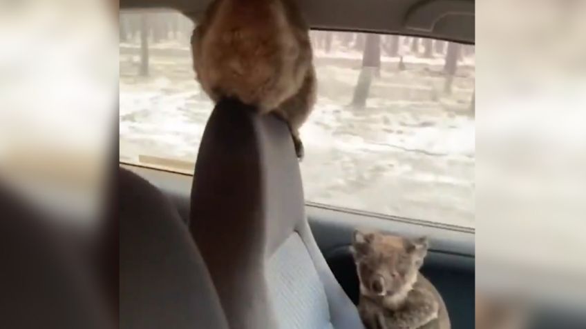 VIDEO: Koalas son rescatados de los incendios en Australia por jóvenes