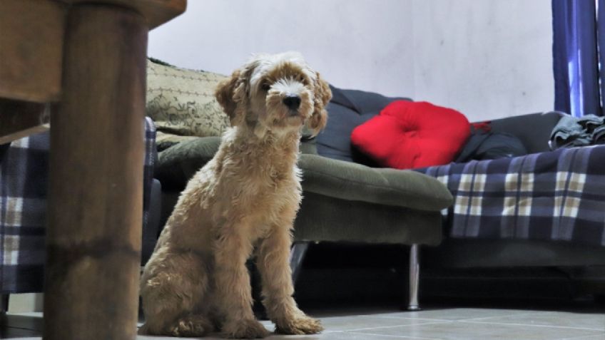 Organizaciones protectoras  buscan evitar agresiones en mascotas