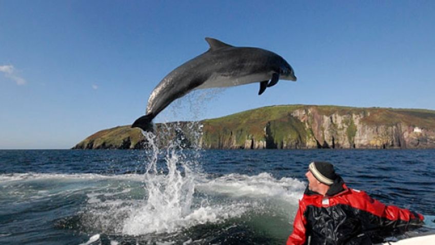Misterio en Irlanda: Desaparece delfín de 37 años muy querido por los turistas