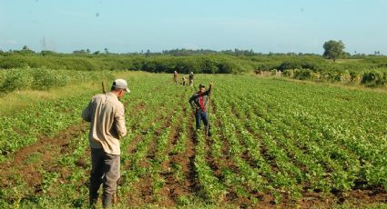 Presupuesto de Egresos 2021 castiga al campo mexicano