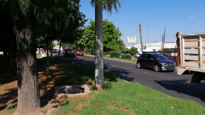 En Hermosillo se tiene un déficit de 60 mil árboles