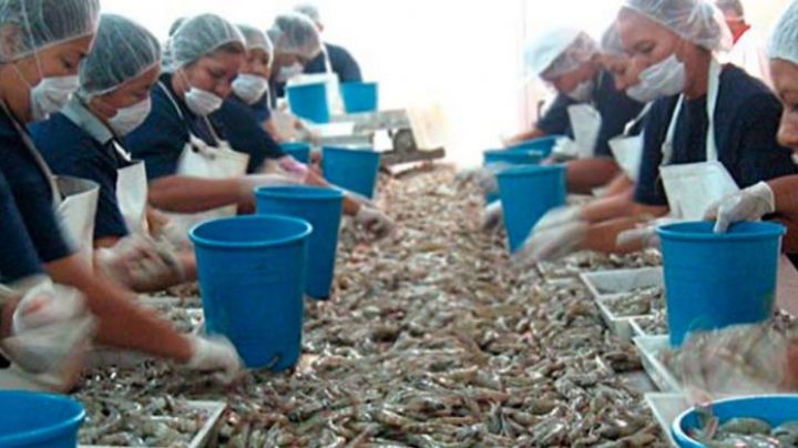 Llaos Acuacultura es un ejemplo de la industria en el estado de Sonora