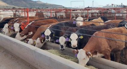 Productores de Sonora buscan erradican el Clembuterol del ganado nacional