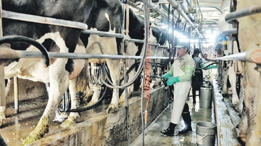 Sector ganadero sonorense fomenta el uso de nuevas tecnologías en el sector