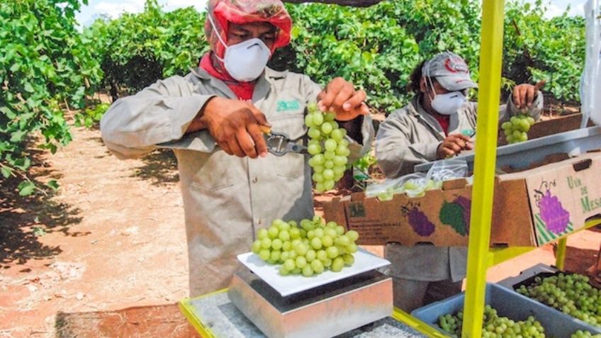La sanidad, la clave del éxito en las exportaciones agrícolas sonorenses