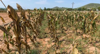 Sequía y recortes al campo ponen en riesgo la rentabilidad del PIB de Sonora